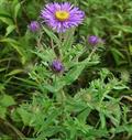 New England aster